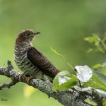 2018年に宮城県で撮影した赤いホトトギスです