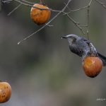 2018年、宮城県で撮影したヒヨドリです