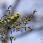 2018年に宮城県で撮影したマヒワです