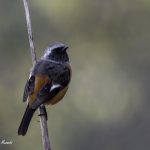 2018年に出会ったジョウビタキです