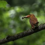 2018年に山形で撮影したアカショウビンです