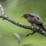 2018年に宮城県で撮影した赤いホトトギスです