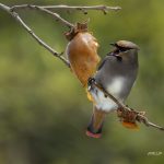 2018年、宮城県で撮影したヒレンジャクです