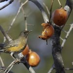 2018年に宮城県で撮影したアカハラです