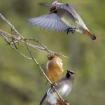 2018年、宮城県で撮影したヒレンジャクです