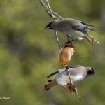 2018年、宮城県で撮影したヒレンジャクです