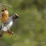 2018年、宮城県で撮影したヒレンジャクです