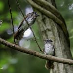 2018年に宮城県で出会ったサンコウチョウです