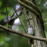 2018年に宮城県で出会ったサンコウチョウです