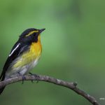 2018年に宮城県で出会ったキビタキです