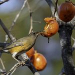 2018年に宮城県で撮影したアカハラです