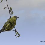 2018年に宮城県で撮影したマヒワです