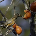 2018年に宮城県で撮影したアカハラです