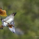 2018年、宮城県で撮影したヒレンジャクです