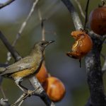 2018年に宮城県で撮影したアカハラです