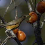 2018年に宮城県で撮影したアカハラです