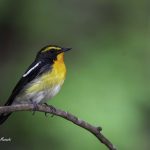 2018年に宮城県で出会ったキビタキです