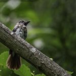 2018年に宮城県で出会ったサンコウチョウです