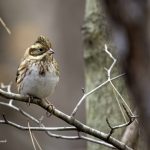 2018年に宮城県で撮影したカシラダカです
