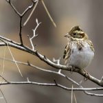 2018年に宮城県で撮影したカシラダカです