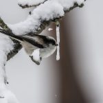 2018年に宮城県で出会ったエナガです