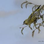 2018年に宮城県で撮影したマヒワです